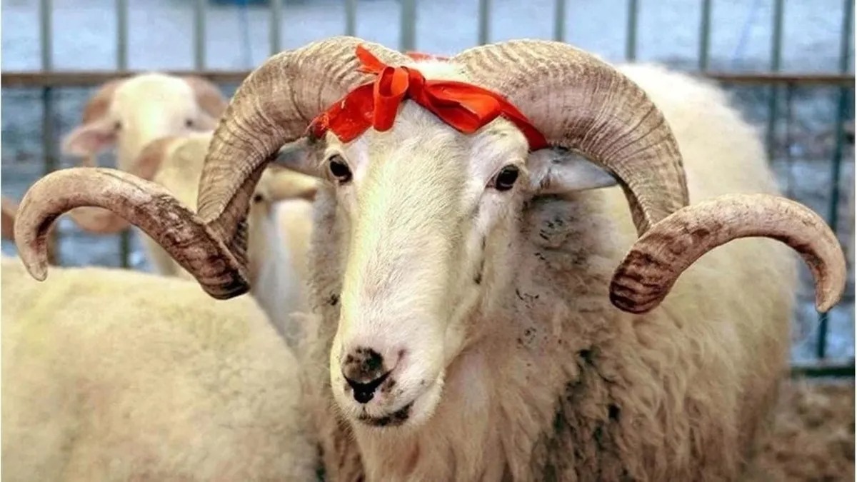 Kurban vekalet ücretleri belli oldu