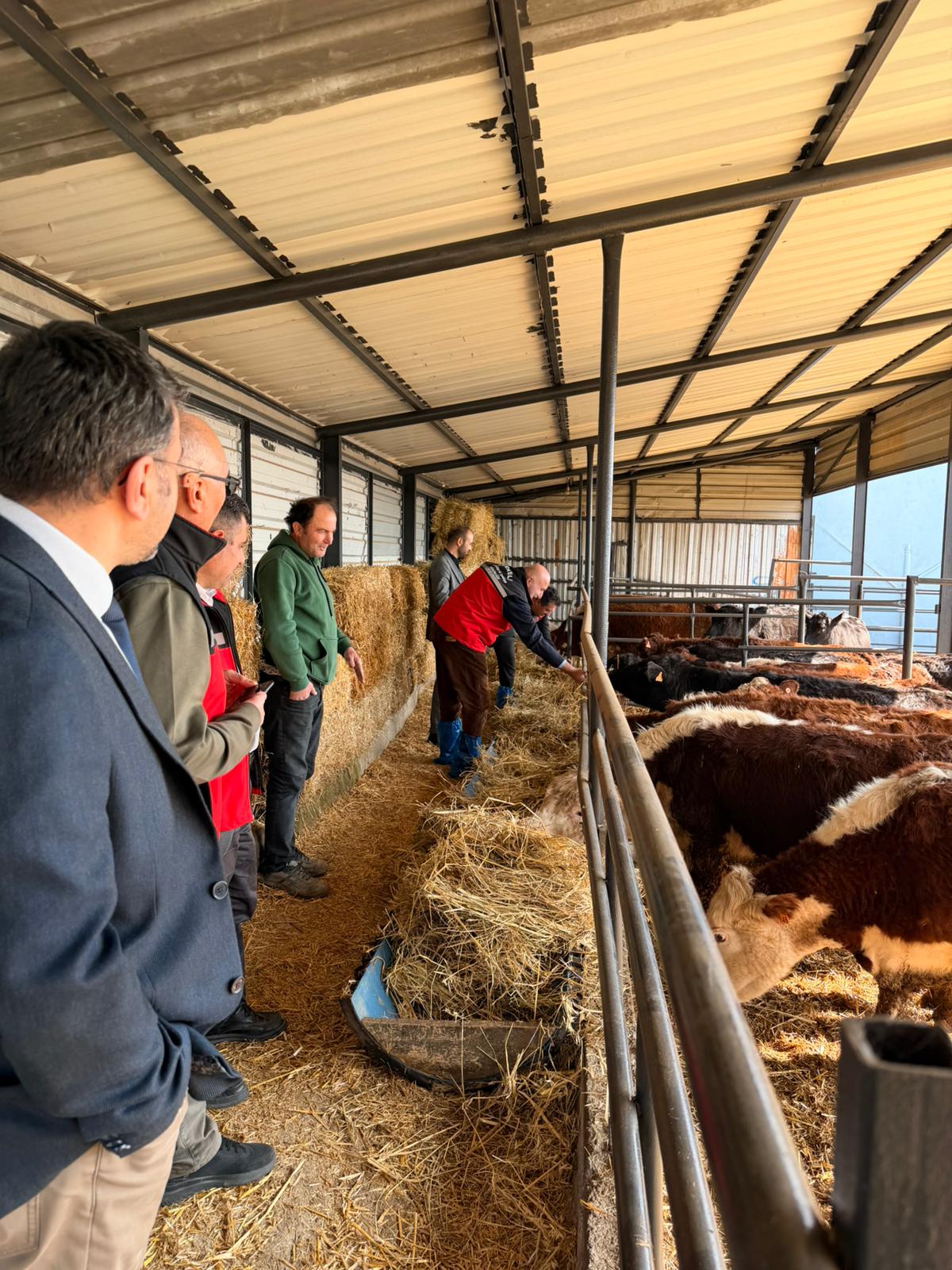 Tarım İl Müdürlüğü Derince’de Büyükbaş Yatırımını İnceledi