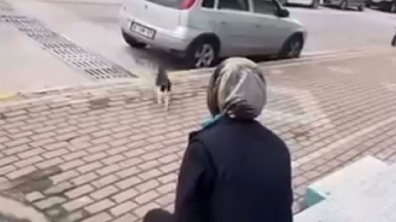 Kediye Zulüm Cezasız Kalmadı: İşinden Kovuldu, Savcılığa Sevk Edildi